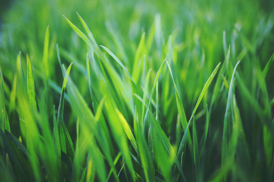Early Spring Lawn Care Essentials for Minnesota Homeowners